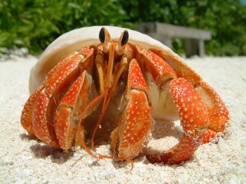 Hermit-Crab-hermit-crabs-13766067-500-375
